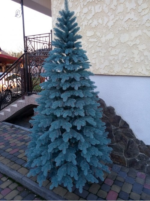 Лита ялинка Ковалівська 2.10 м. блакитна