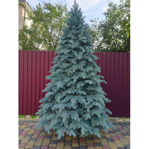 Лита ялинка Елітна 3.00 м. блакитна